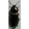 Selatosomus aeneus (Linnaeus, 1758) Ponęc lśniący